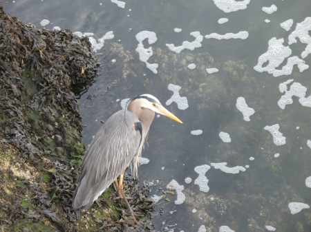 Bleu Heron - Ballard Locks