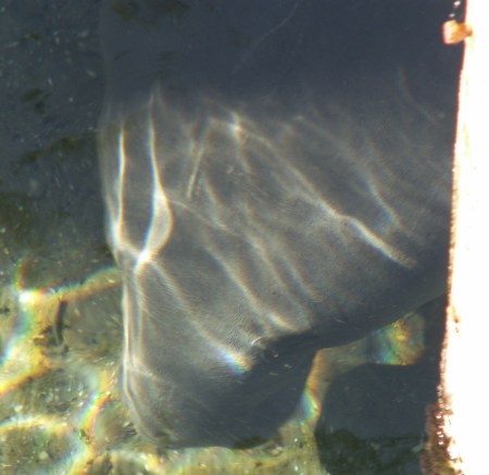 Manatee Portrait