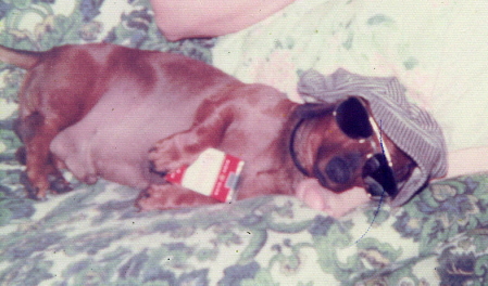 Our Dachshund Snoopy when I was in high scl