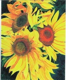 Sunflower1200dpi