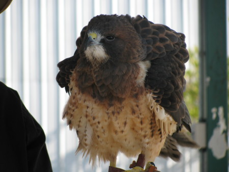 Hawk walk 2009