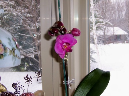 Sue's Orchid