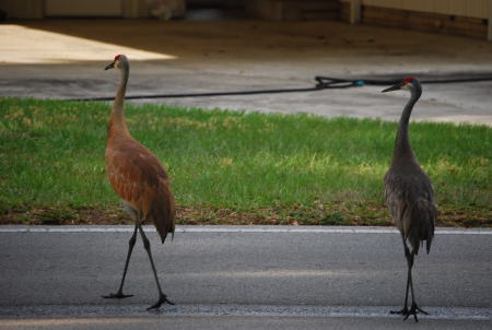 visiting sandhill cranes