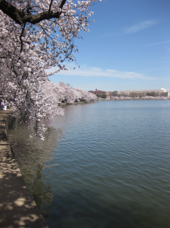 Springtime in DC