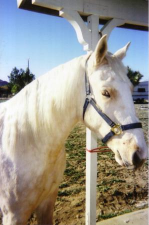 Pooh, our 6 yr old mare Foxtrotter, Palamino