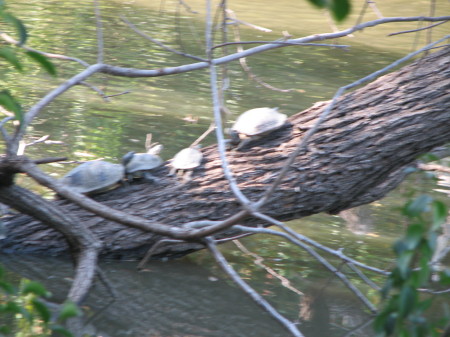 Turtle Family