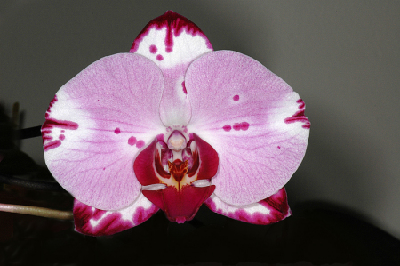 Doritinopsis (Orchidaceae)