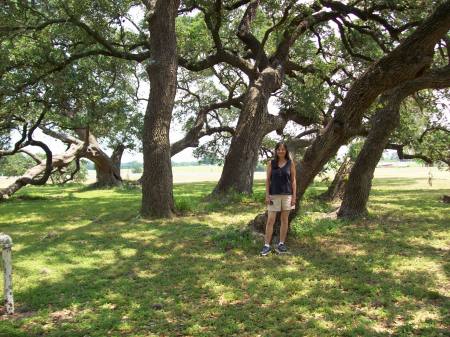 Big Oaks