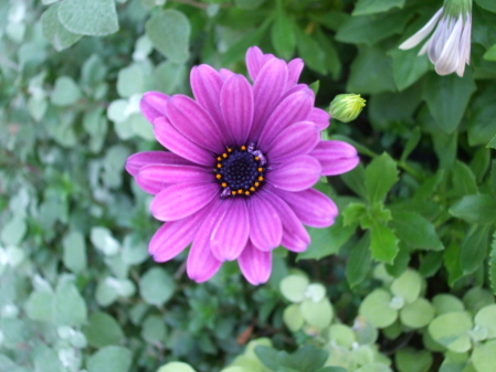 Purple daisy