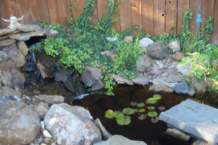 Koi Pond