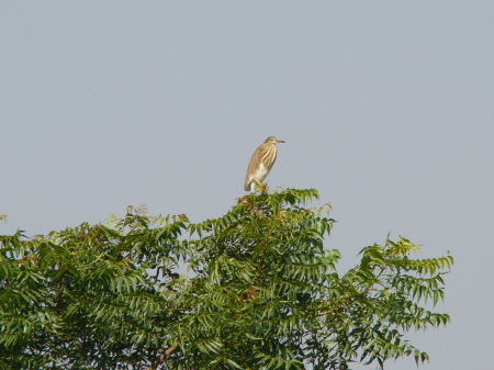 Crane on tree