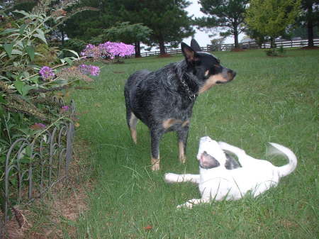 Katie Aus.cattle dog /ember dalmation  puppy