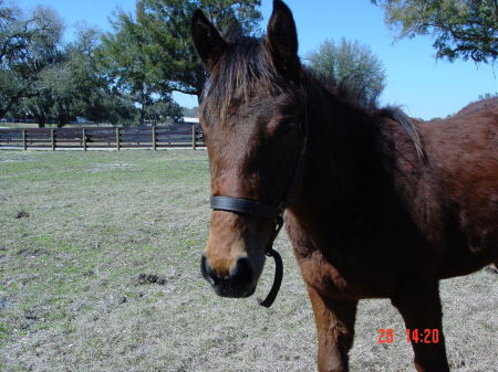 Our New Colt.