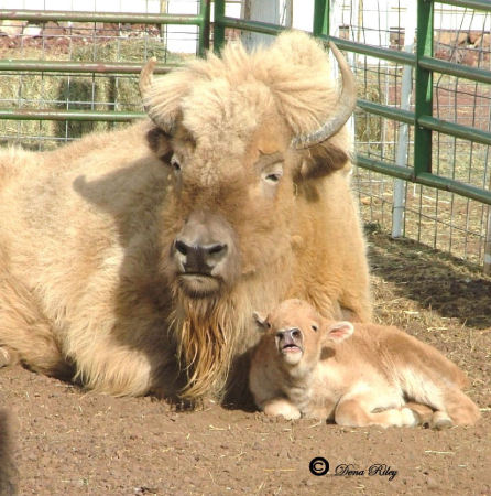 White Buffalo & Baby