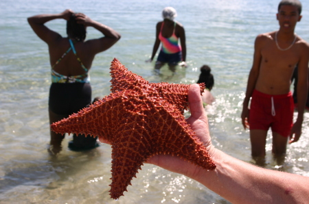 Star Fish a local kid found in Nevis