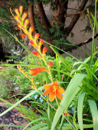 Flowers Blooming in Seattle