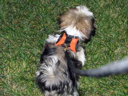 Walking with his stylish harness