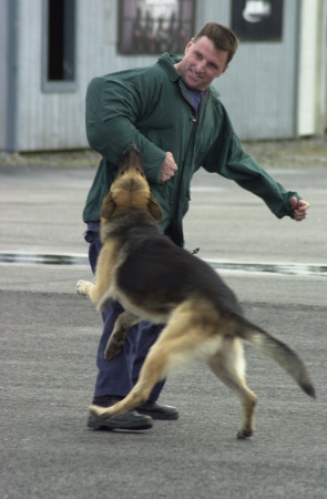 K-9 Training