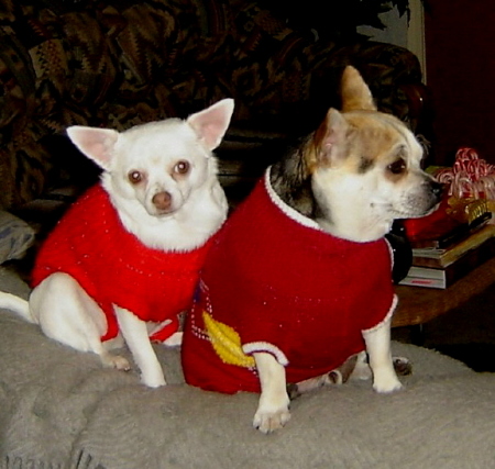 Our Chihuahuas