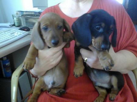 registered miniature machshund male pups