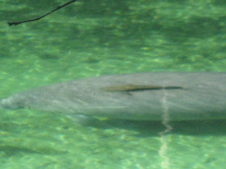 Manatee