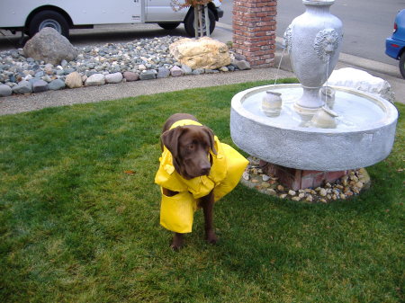 A Lab whose afraid of the water?