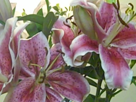 Bunch of lilies