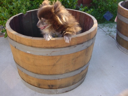 Mocha In A Barrel