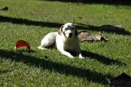 Little Blanca