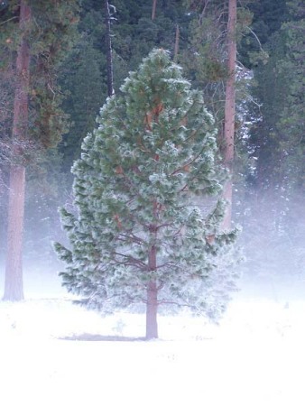 A lonely tree in one of Yosemite’s meadows