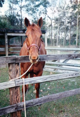 Bert , quarter horse