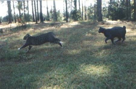 Smokey Chasing Oscar