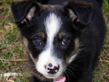 Our New Puppy (2008) Autumn...