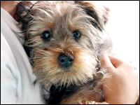 yorkie