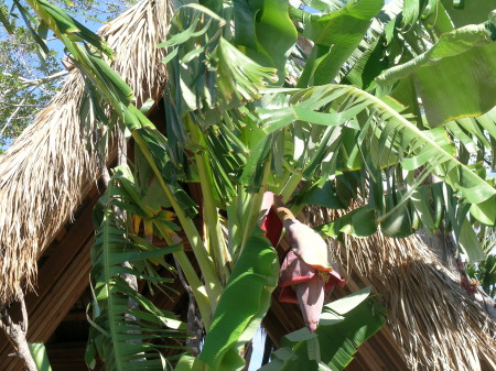 BANANA TREE