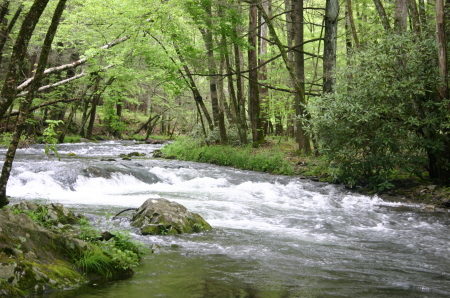 Spring in Smokie Mtn Park,Tn