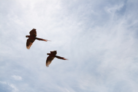 AQUAS PARROTS IN CANCUN