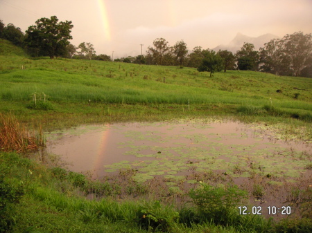 Front yard