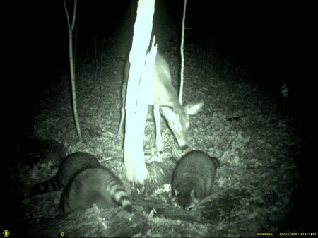 Deer-Coon standoff