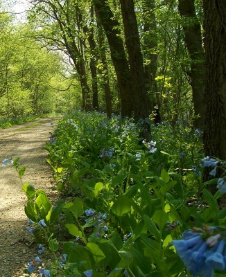 Blue flowers on the path