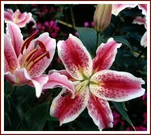 stargazer lily