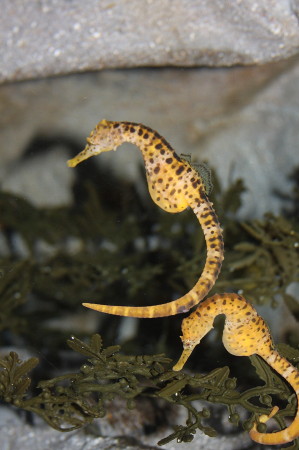 Pregnant male seahorses