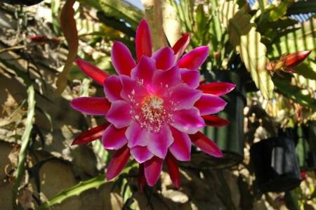 ephiphyllium flower