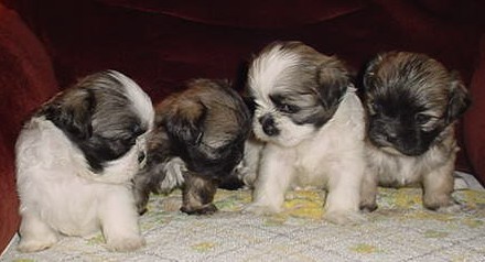 First litter