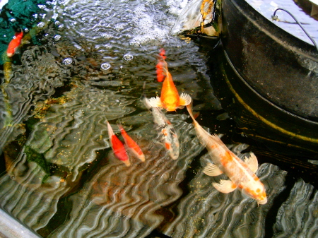 3 young Koi and some big Goldfish