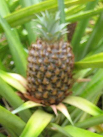 No way pineapples grow like this!