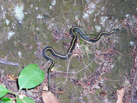 snake - Big Basin