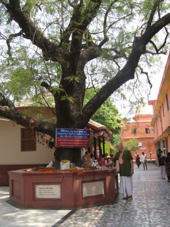 Under the Nim Tree where Lord Chaitanya took b