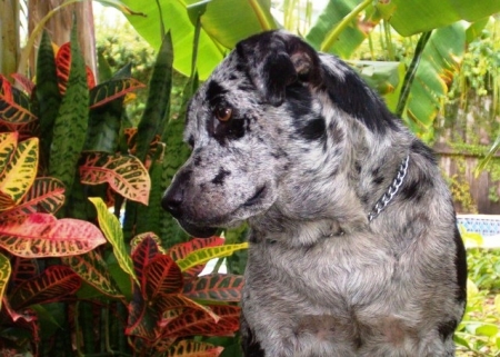 Mijou Bleu (Catahoula Blue Leopard)