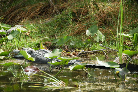 Gator in the Everglades